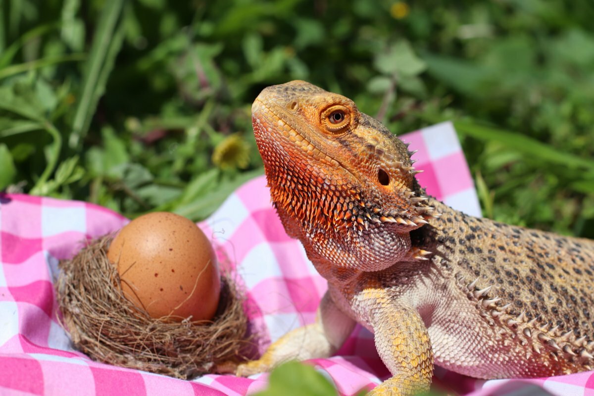 Can bearded dragons eat eggs