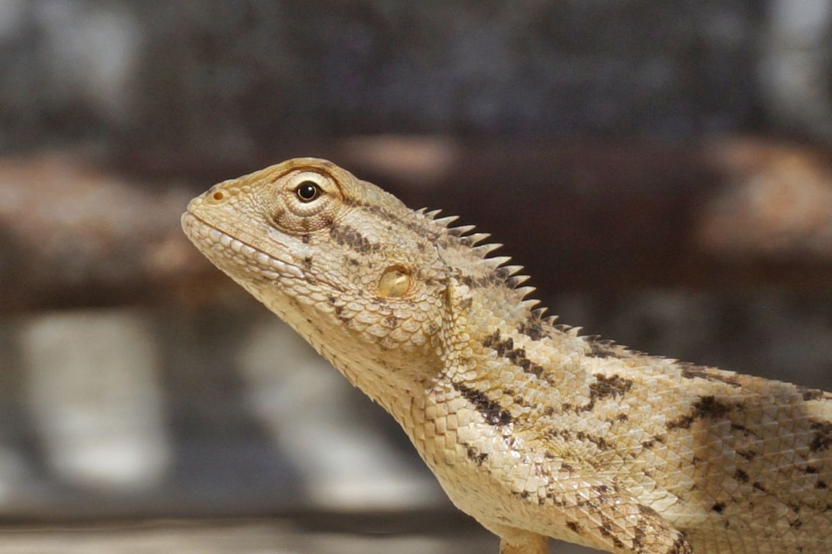 Close-up of a white bearded dragon