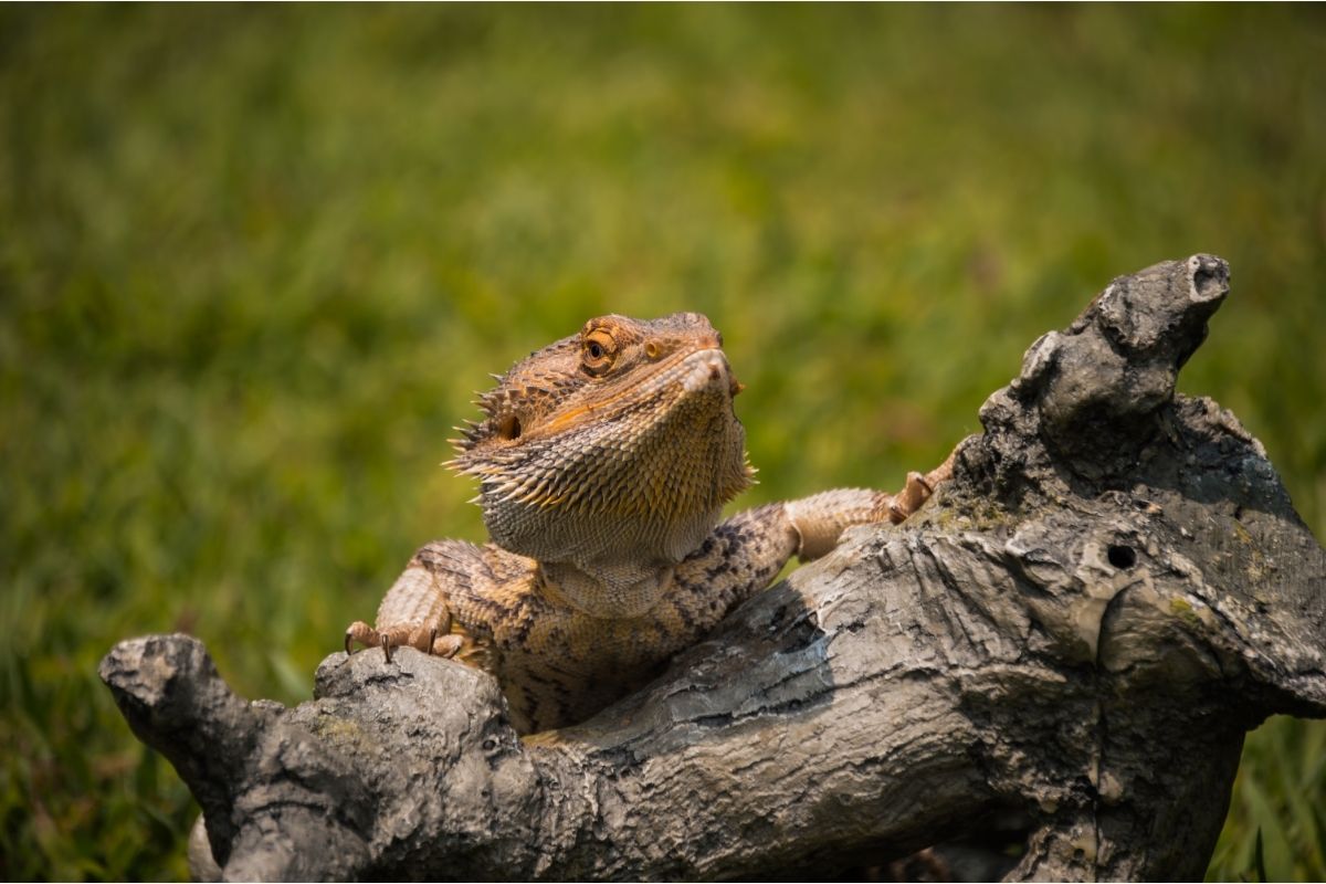 Bearded dragons on woods