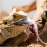 Bearded dragons eating white mouse