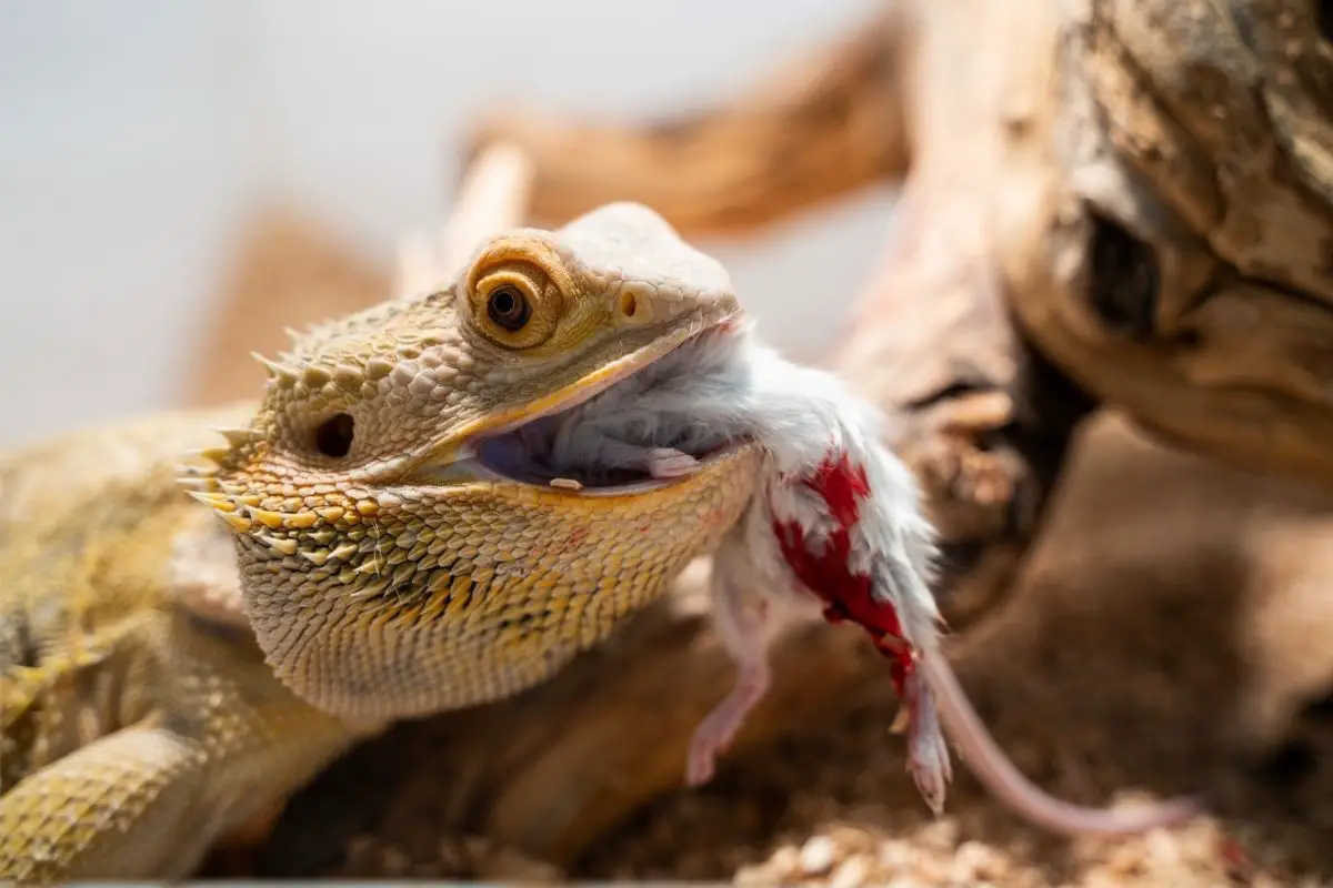Bearded dragons eating white mouse
