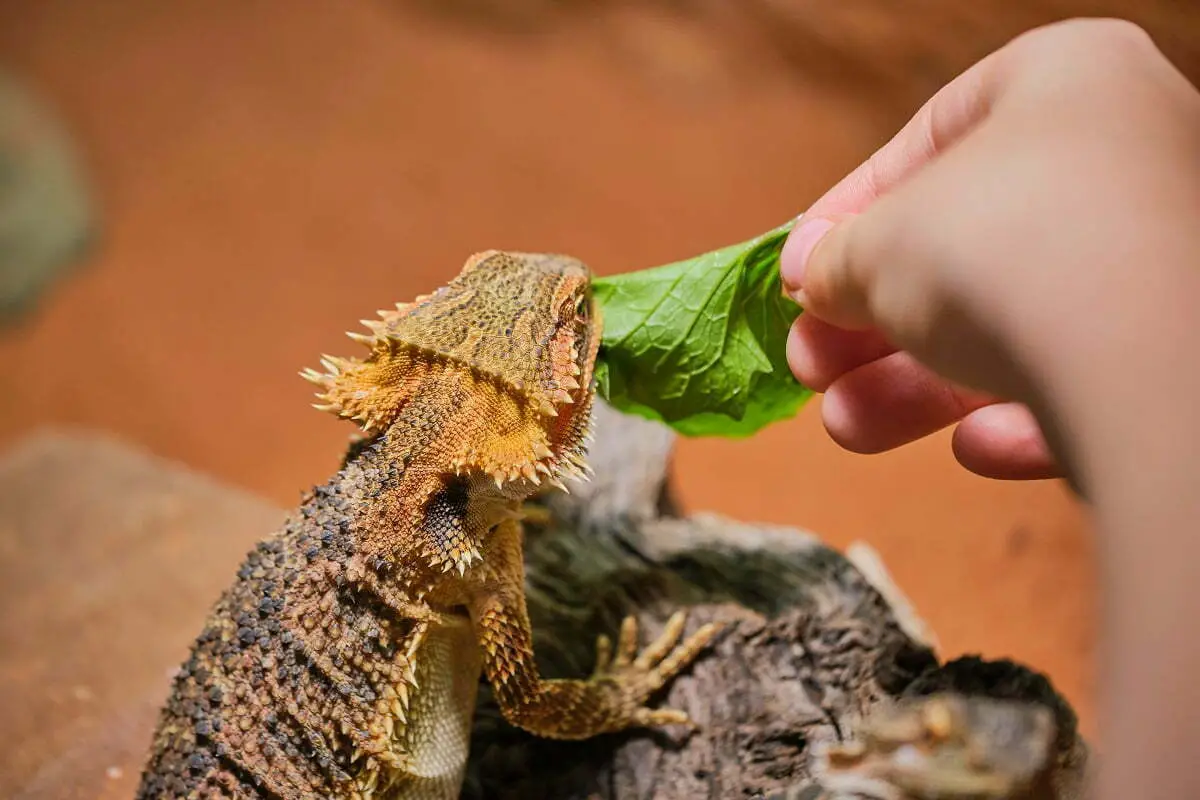 Hand Feeding Mustard Green To Bearded Dragon