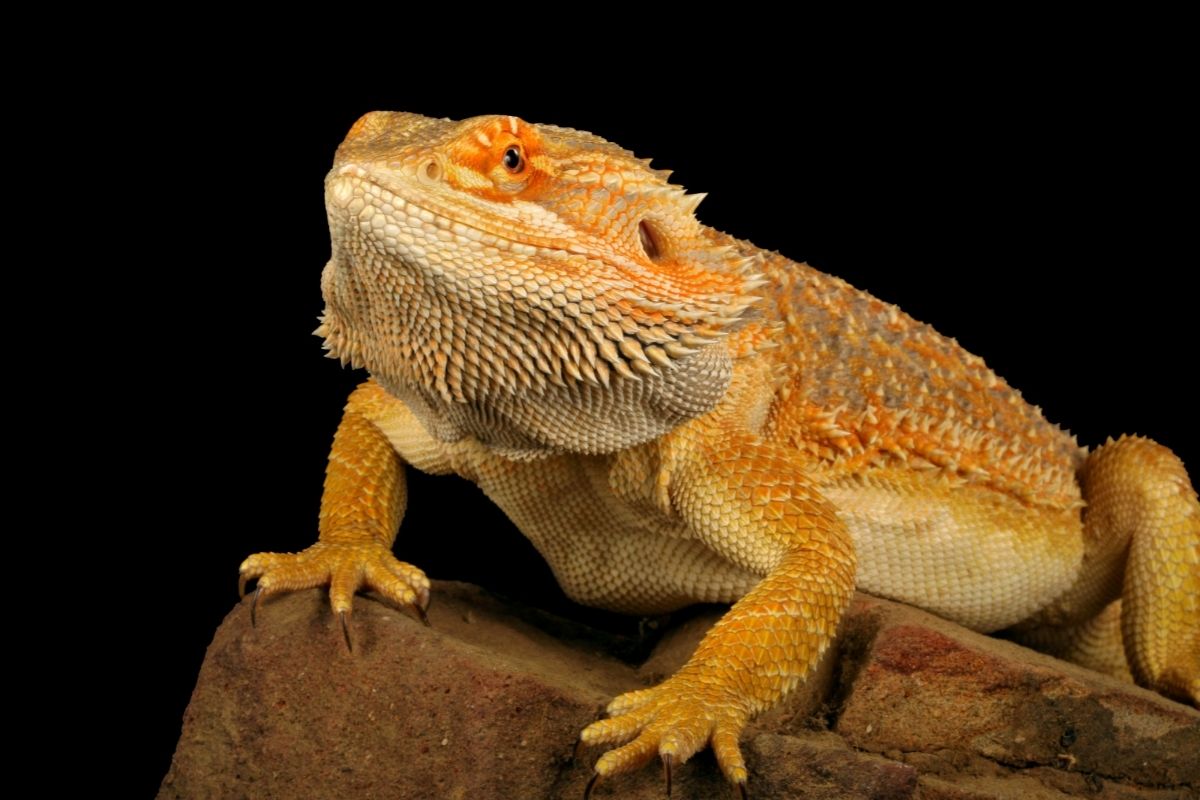 Bearded dragon on a brown rock