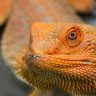Close-up of an orange bearded dragon