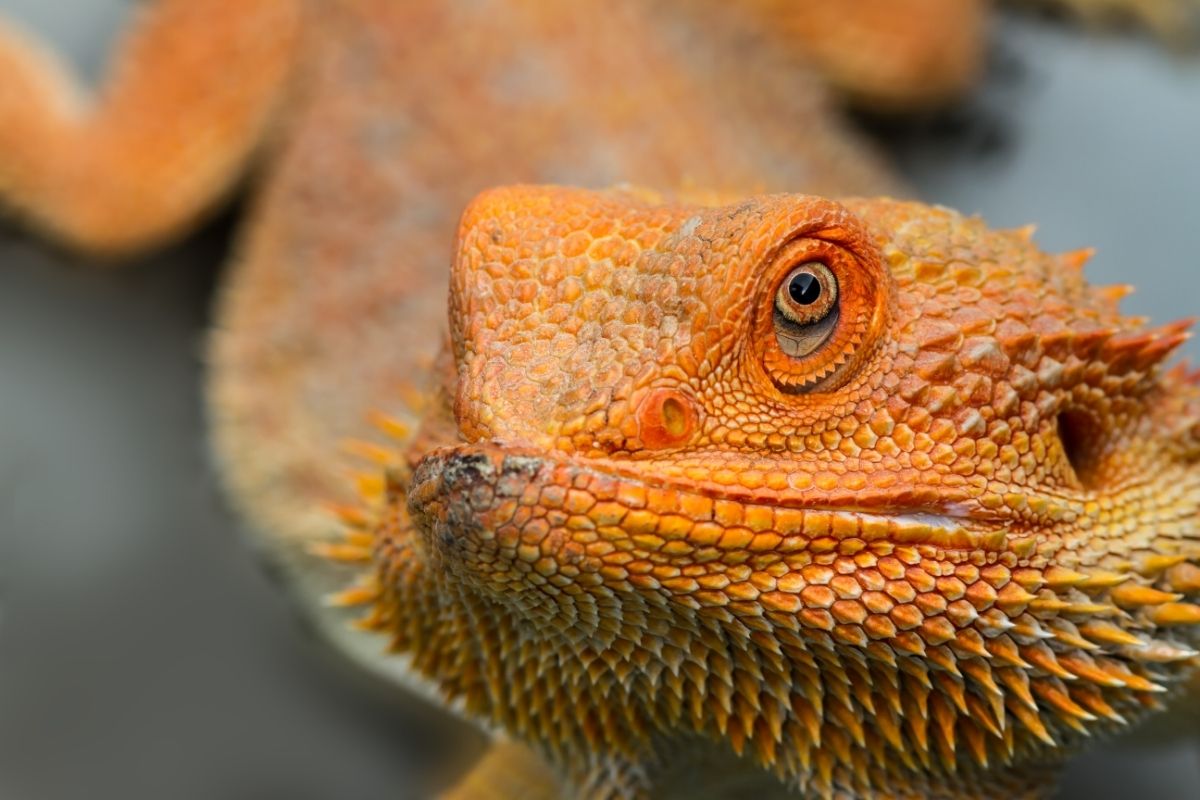 Close-up of an orange bearded dragon