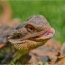 Bearded Dragon On Grass Tongue Out