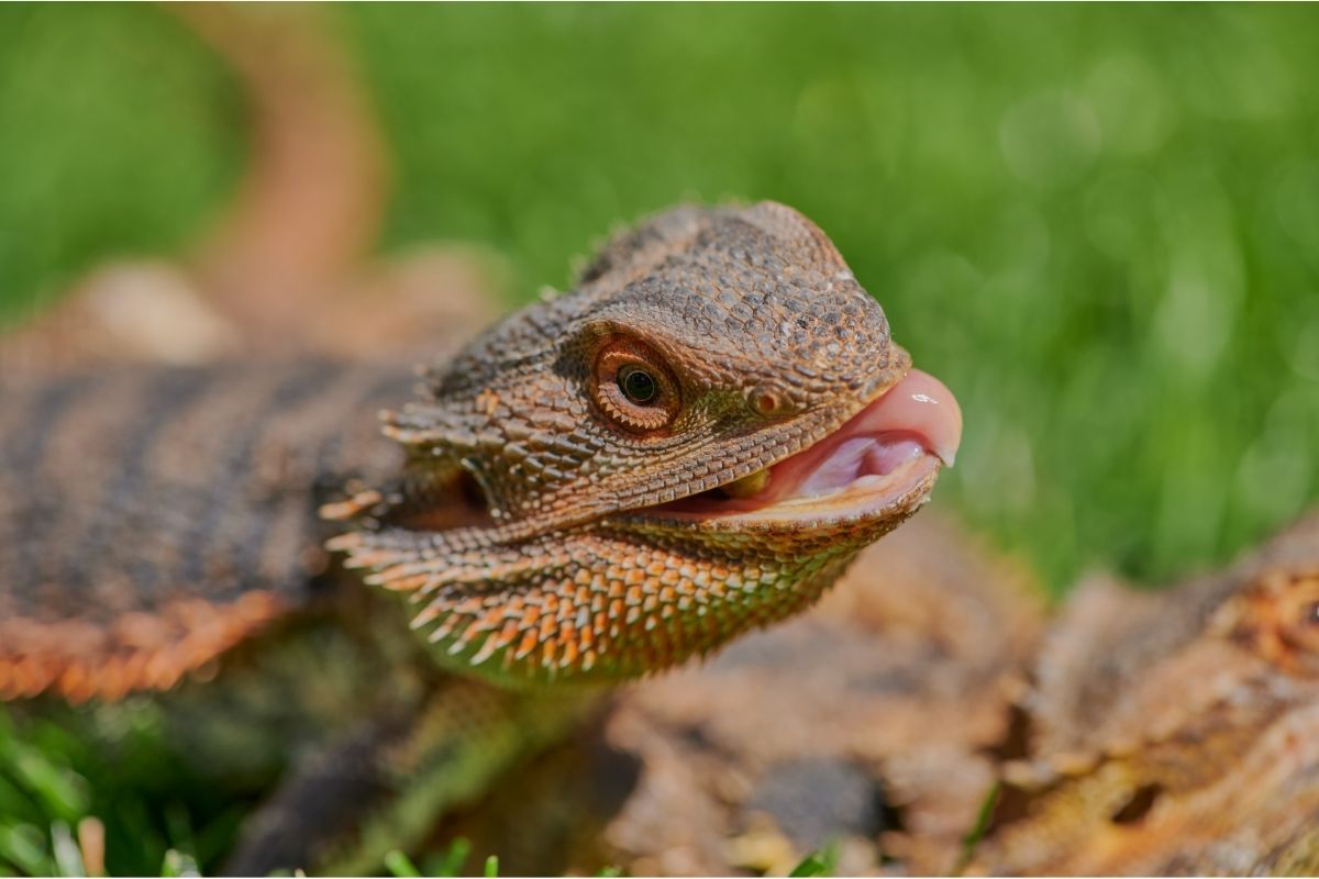 Bearded dragon on grass tongue out