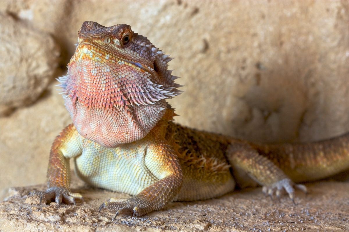 Bearded dragon with orange chin