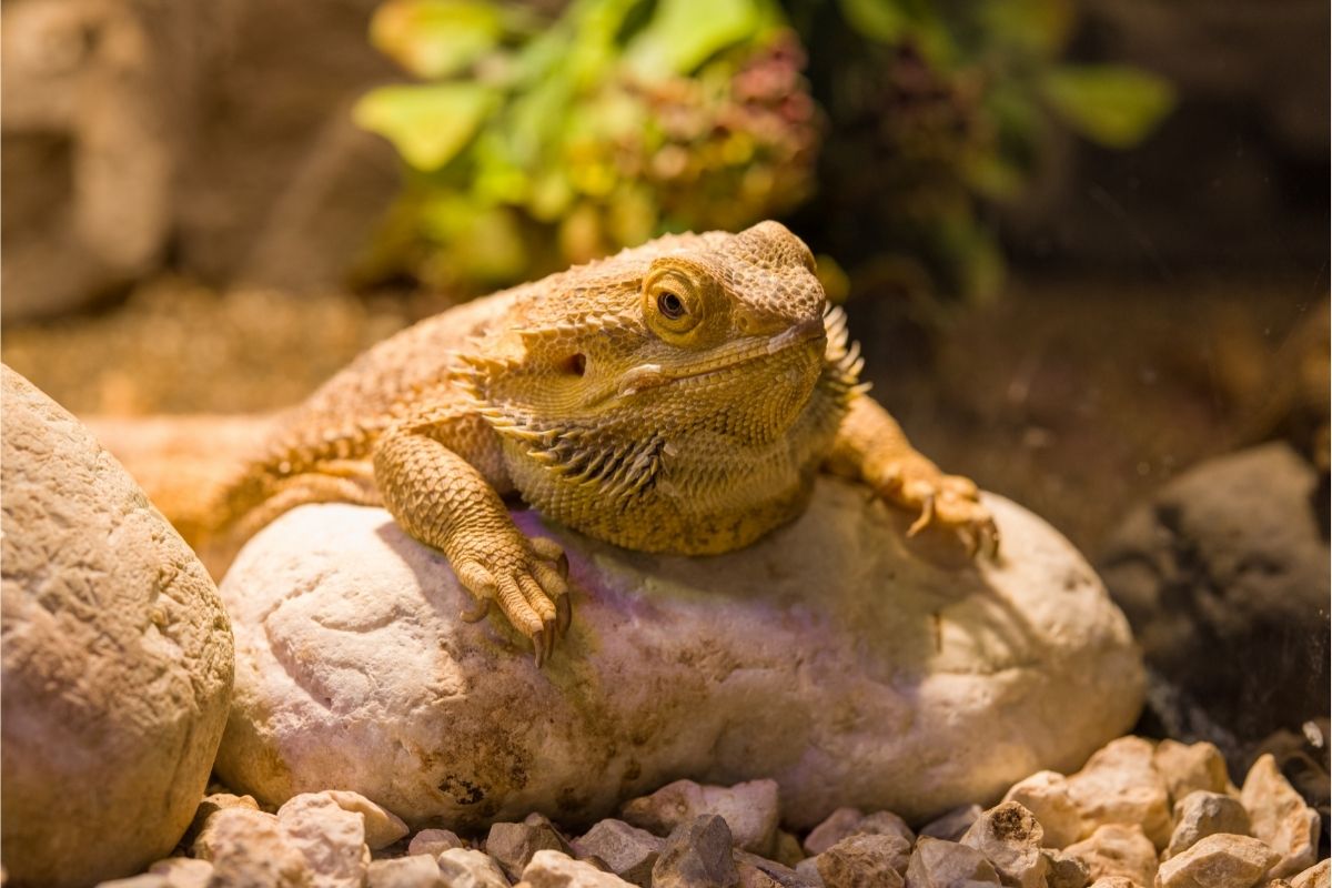 Bearded dragon on a rock resting