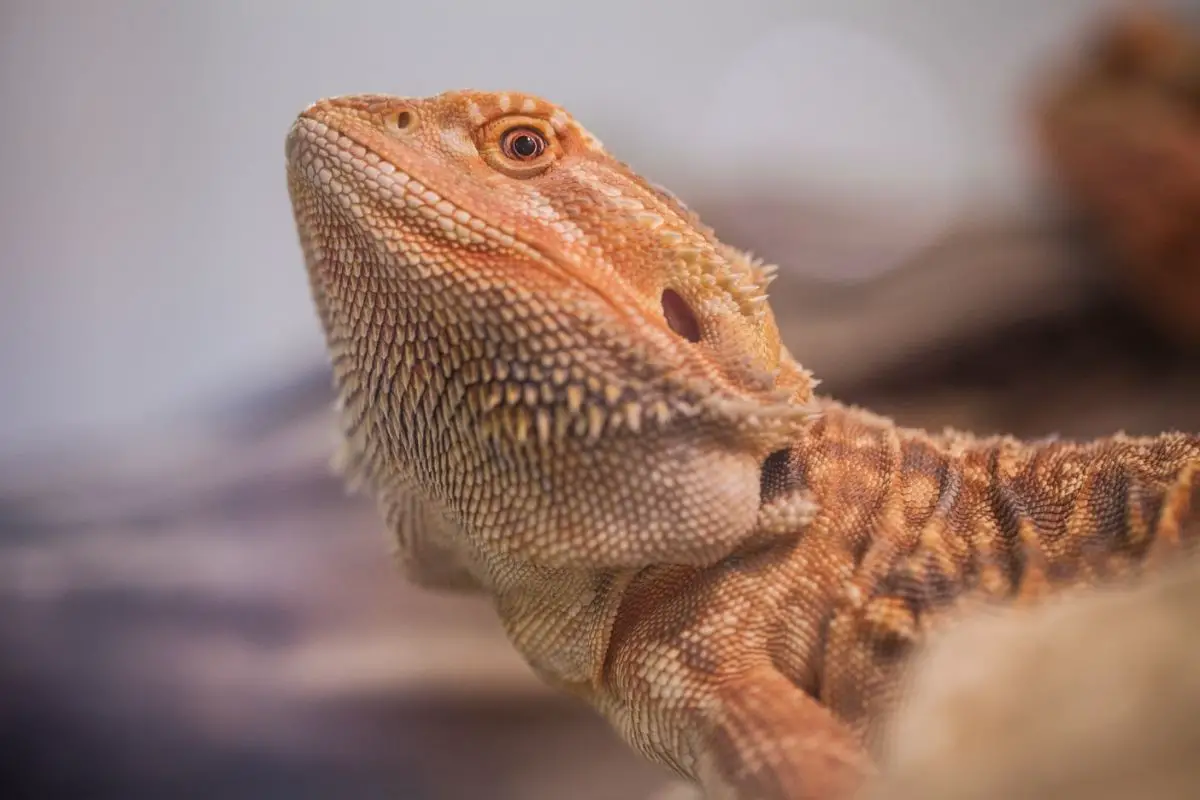 Bearded Dragon Holding Its Neck Up