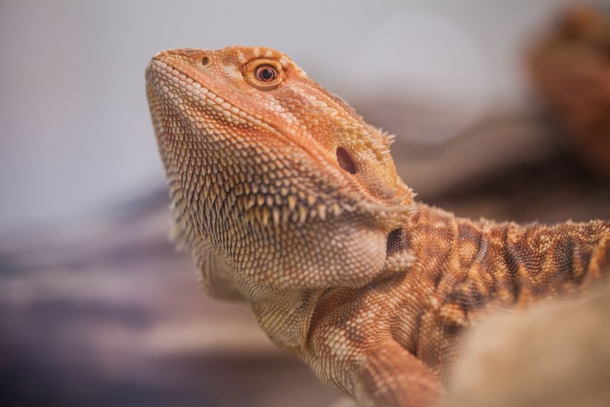 Bearded dragon holding its neck up