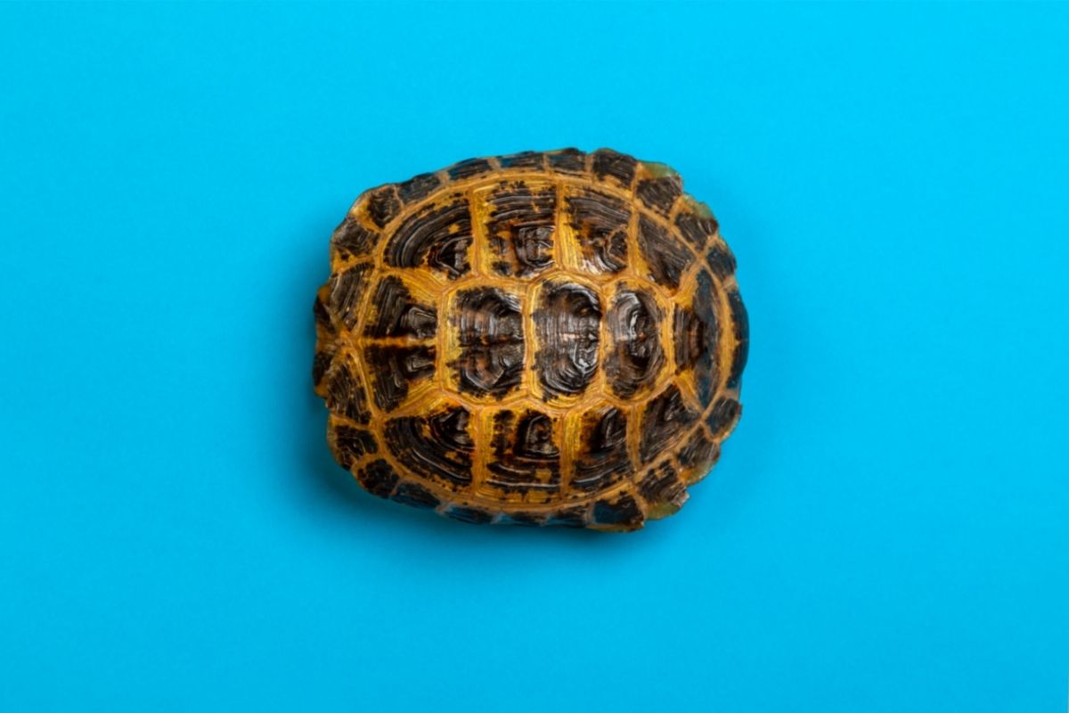 Turtle's shell on blue background