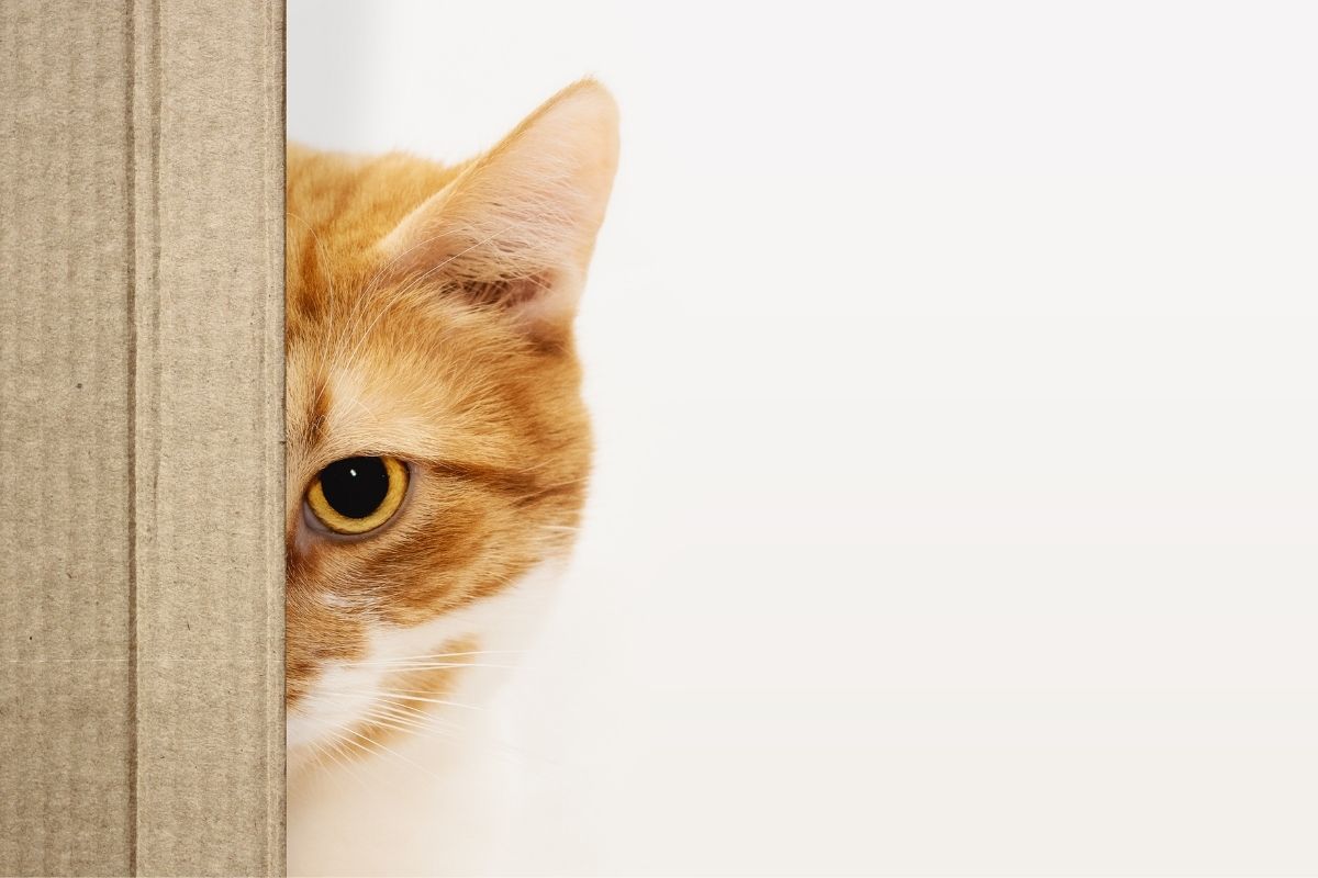 Peeping cat