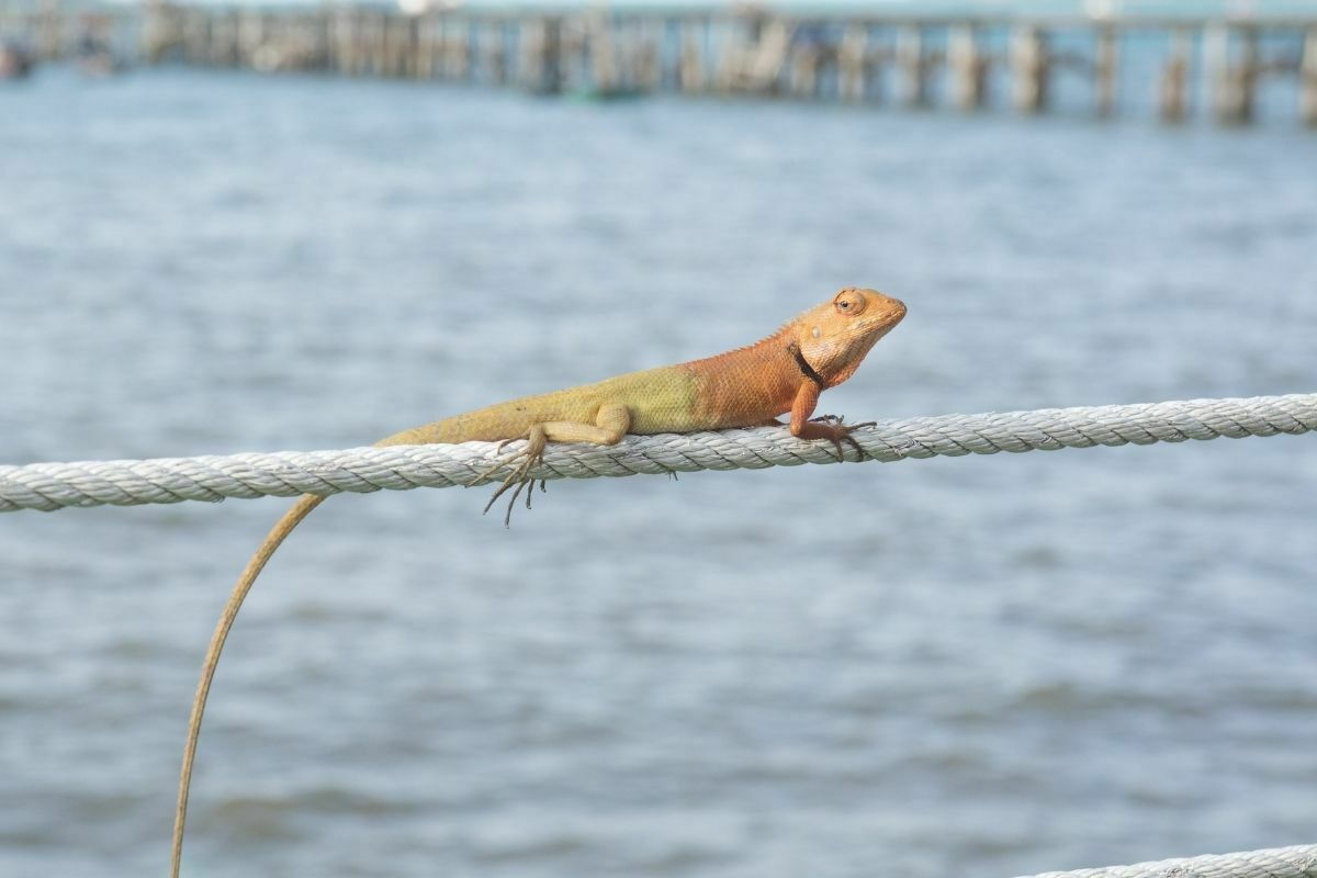 Beard dragon walking on rope