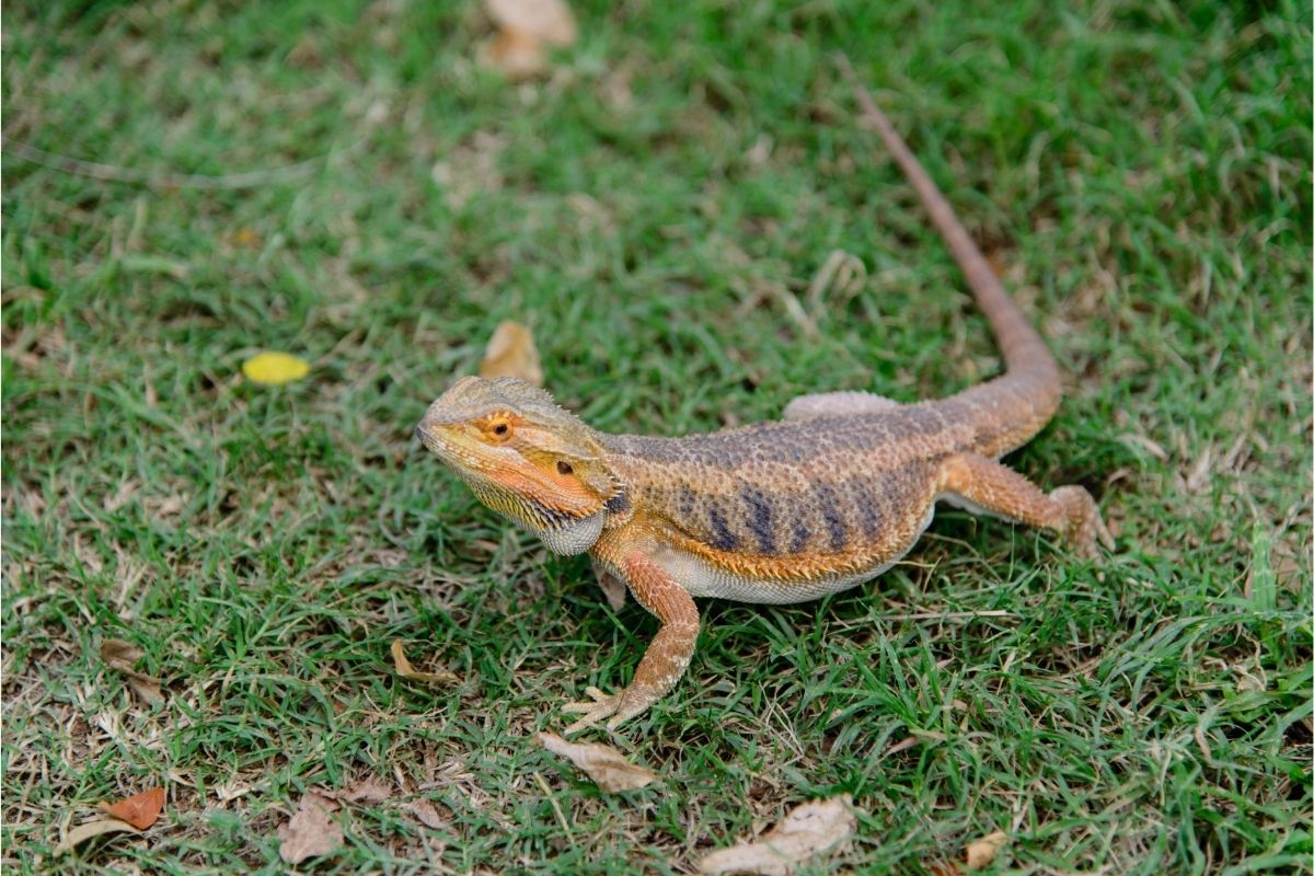 Walking bearded dragon