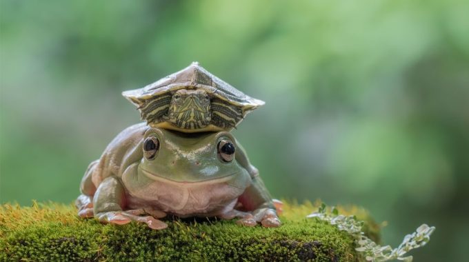 Cute frog and turtle