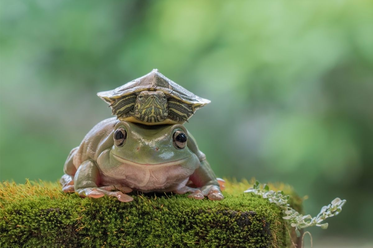 cute turtle and frog
