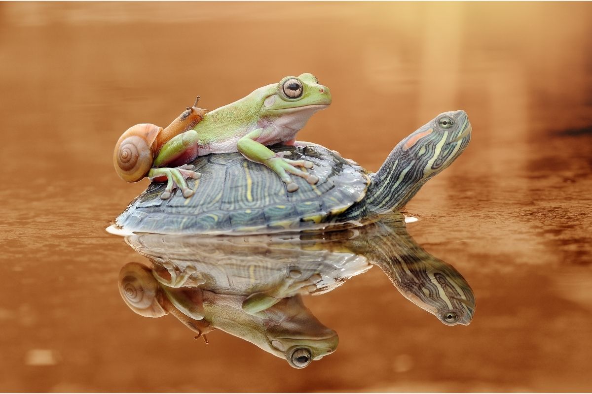 turtle, frog and snail