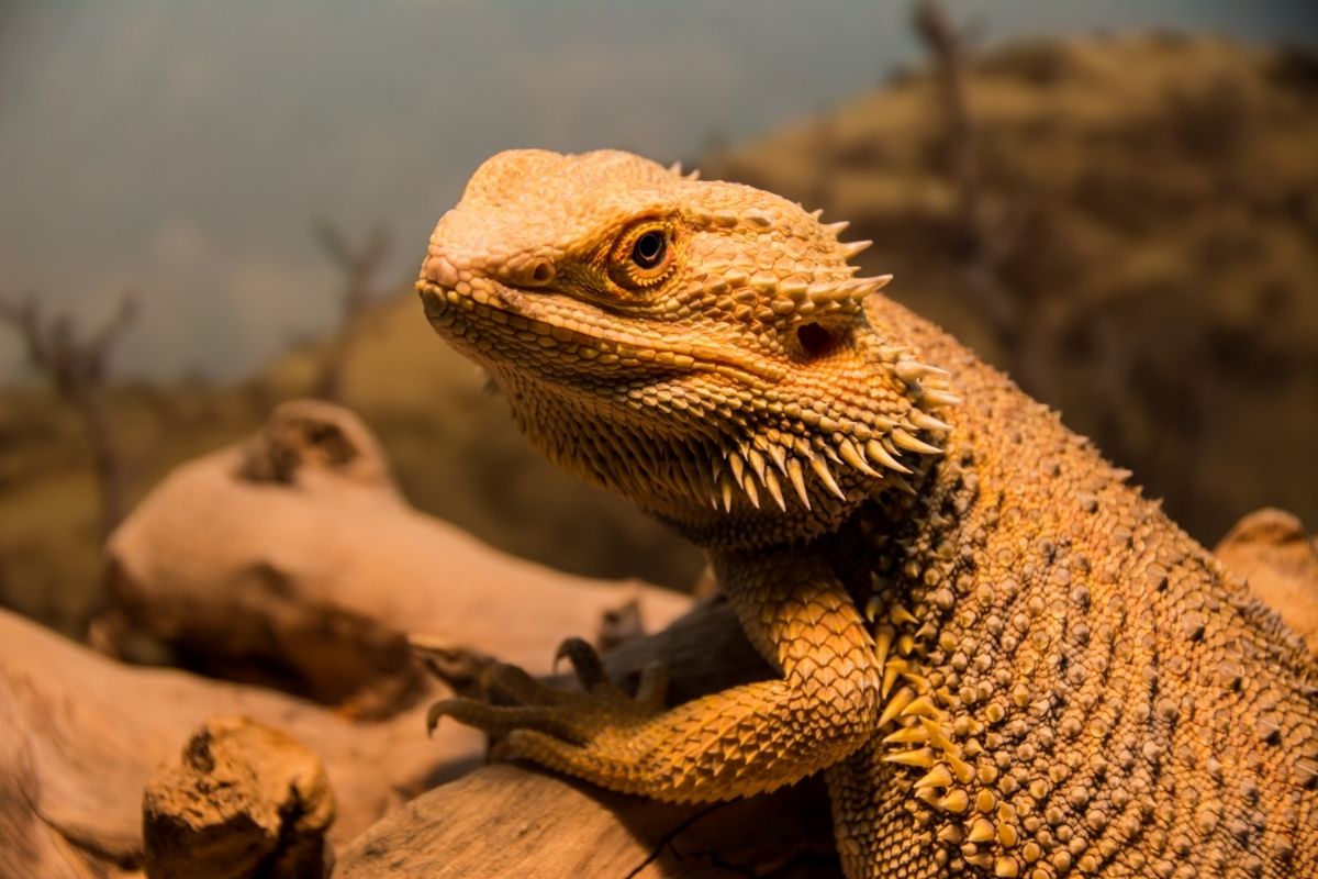 Side of a bearded dragon