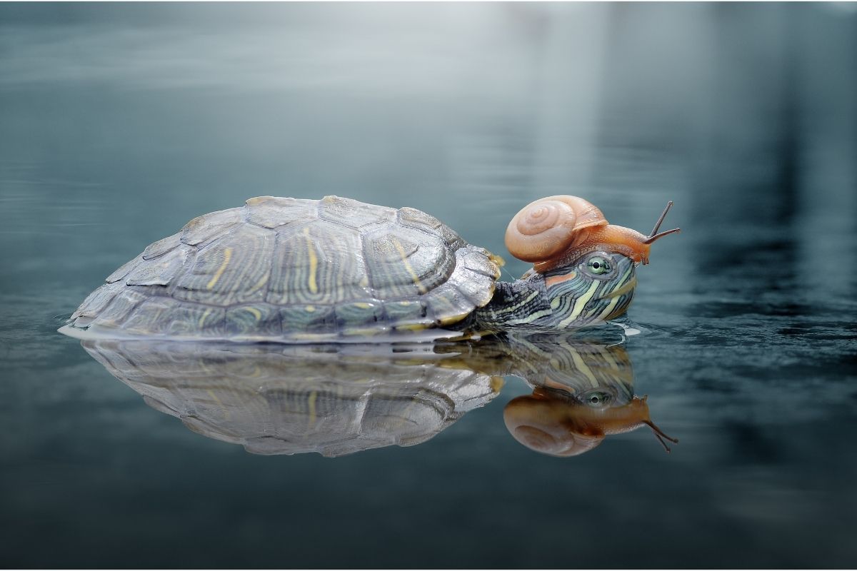 Snail riding on a turtle