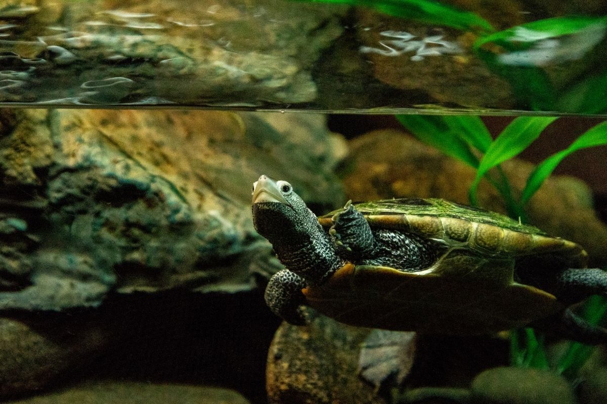 Terrapin swimming in the tank