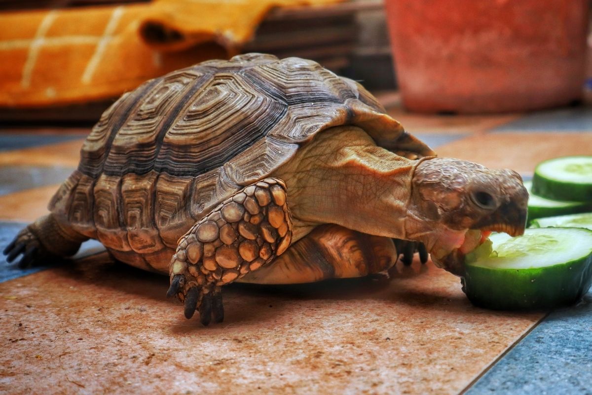 Tortoise eating cucumber