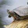 turtle on a floating log in water