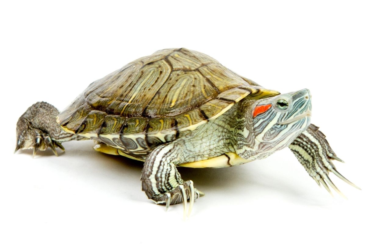 Turtle walking on white background