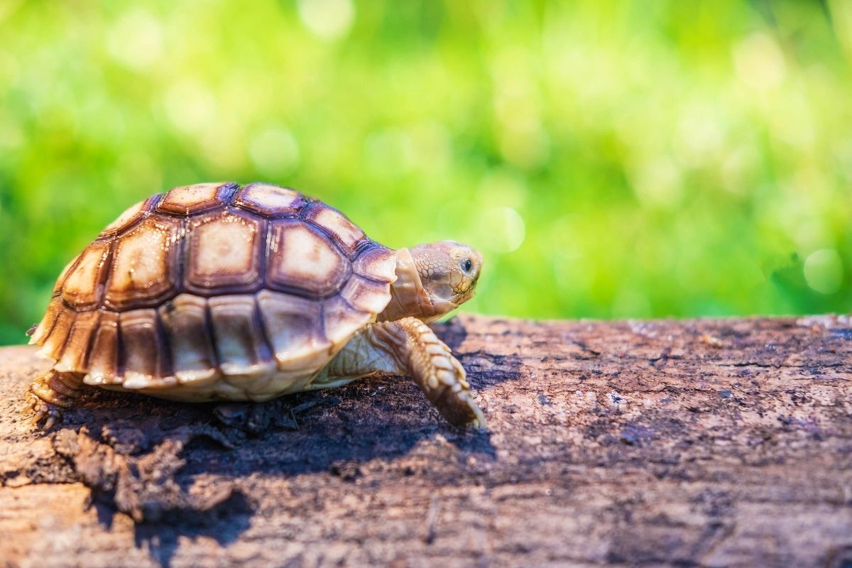 Turtle on a log