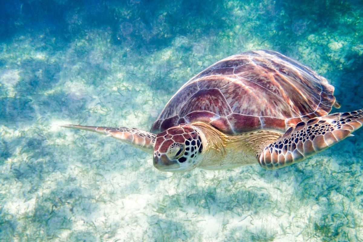 A turtle swimming