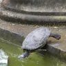 A turtle jumping to the water