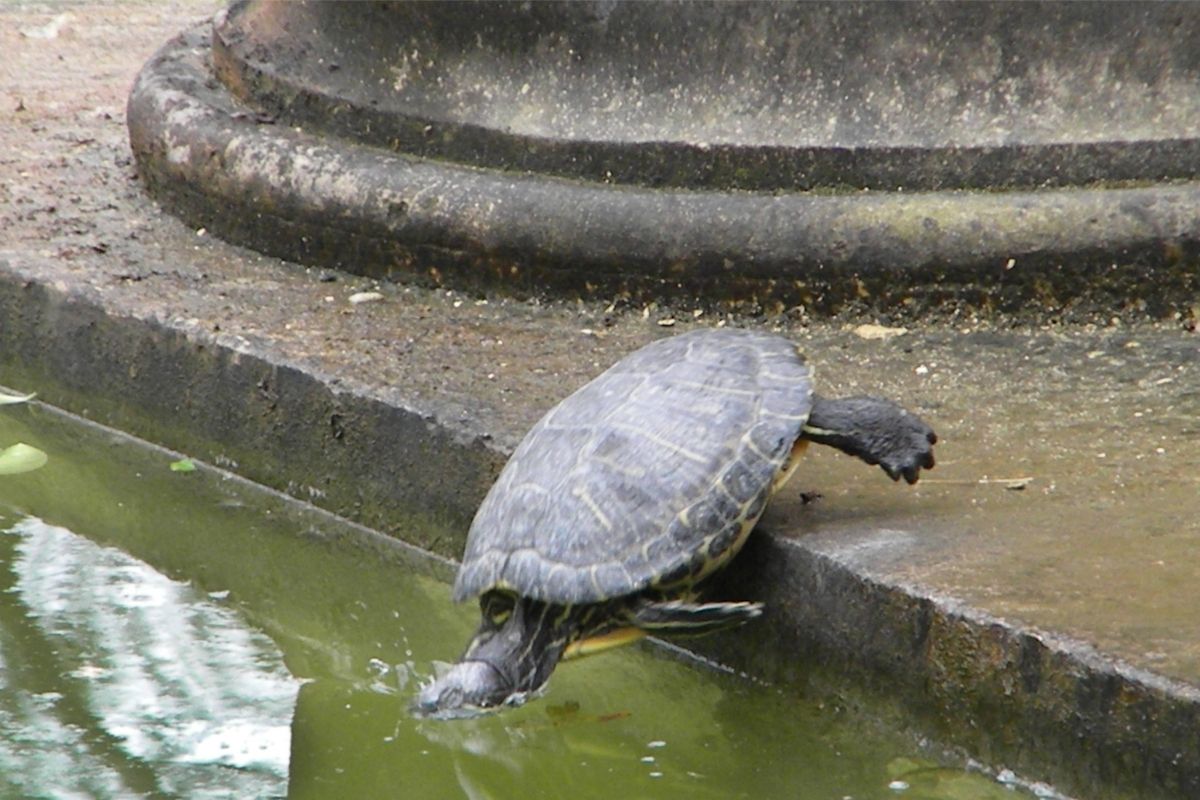 A turtle jumping to the water
