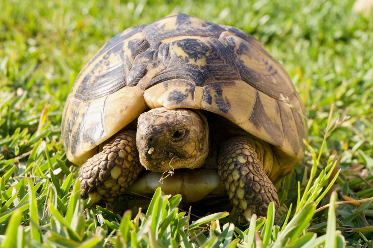 A turtle eating grass