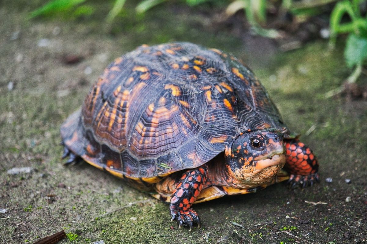 Box turtle walking