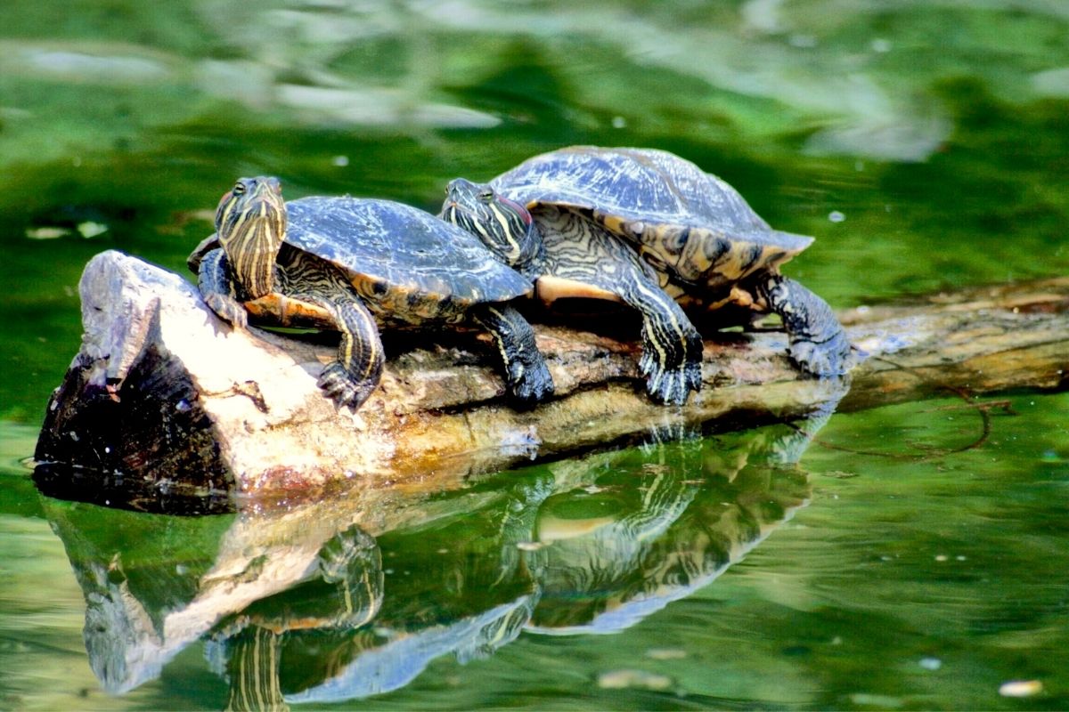 2 turtles on a log