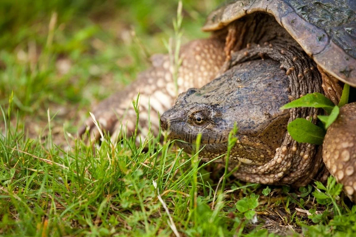 Close-up shot of a snapping turtles head