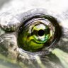 A turtle staring into the camera