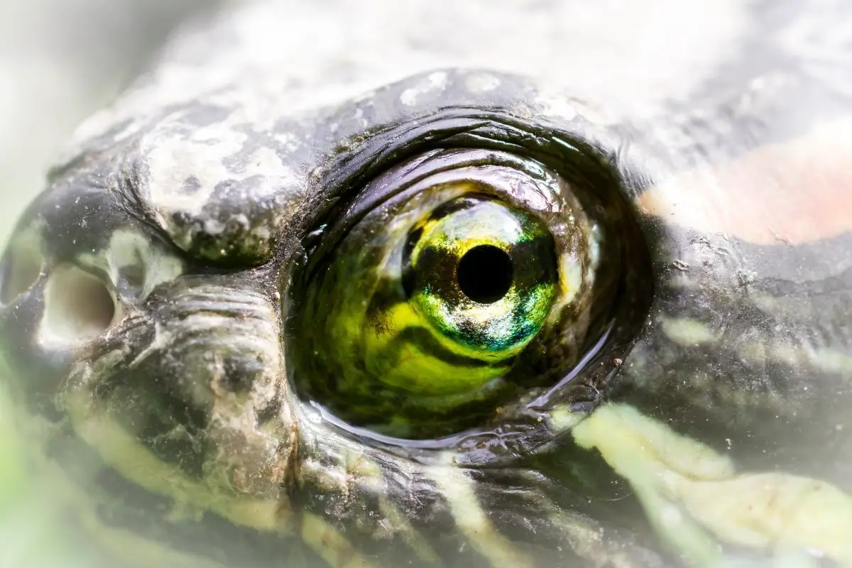 A turtle staring into the camera
