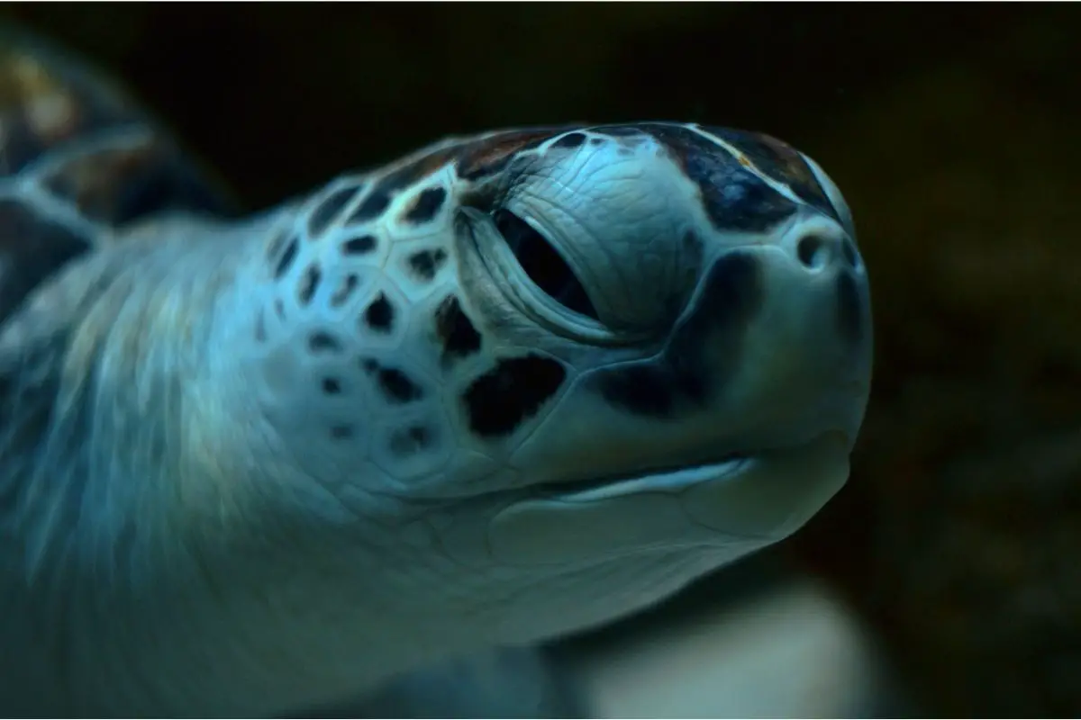 Turtle close up picture showing half open eyes