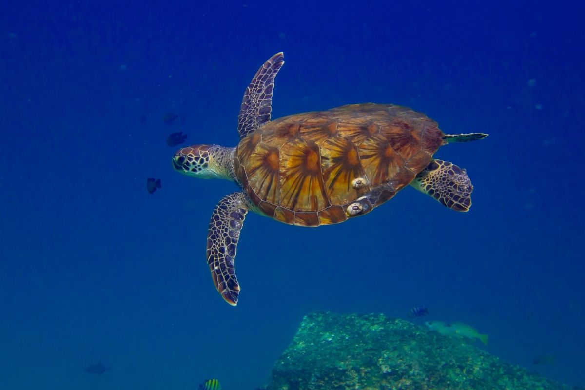 A turtle swimming underwater