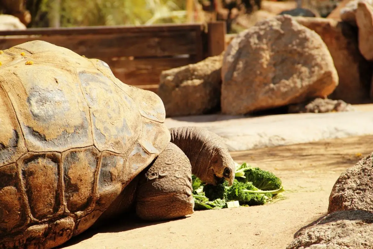 Big Tortoises eating vegetables
