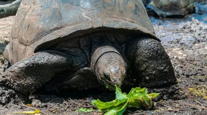 Giant tortoises eating cabbage