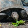 Giant Tortoises eating cabbage