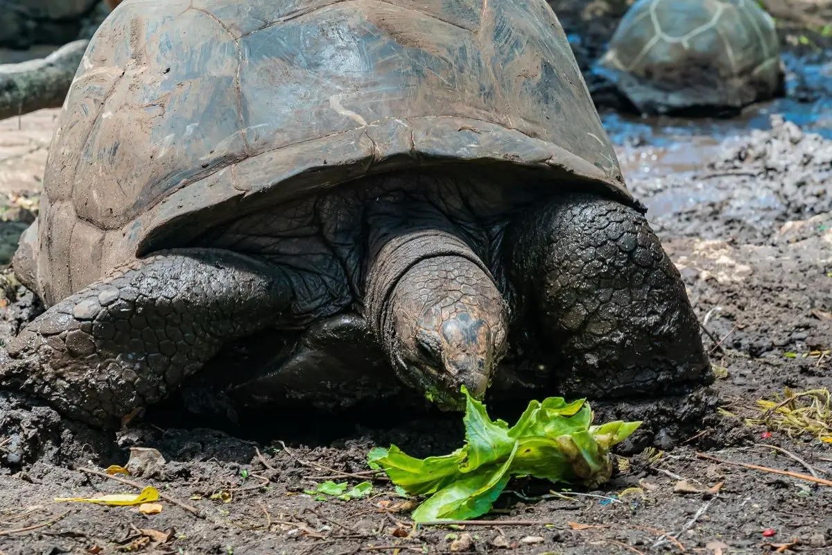 Giant tortoises eating cabbage