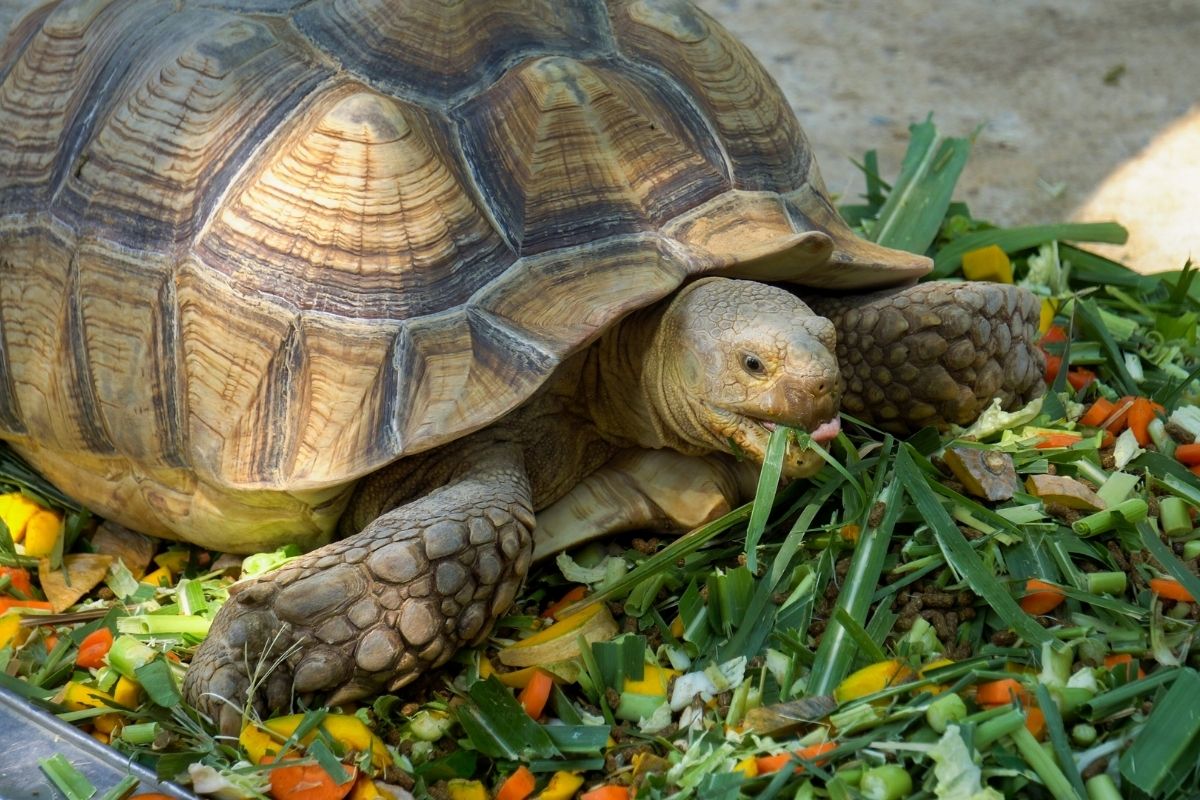 Tortoise eats vegetables