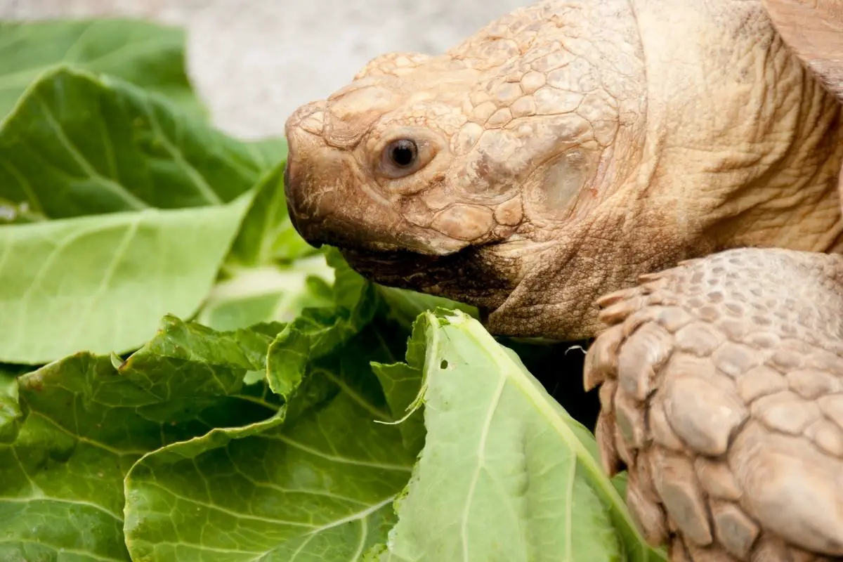 Tortoise eating lettuce