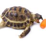 Turtle eating carrot