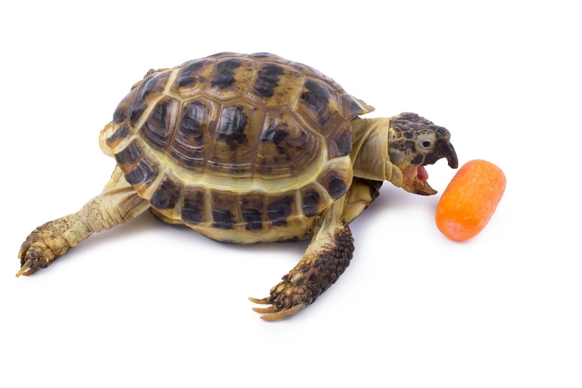 Turtle eating carrot