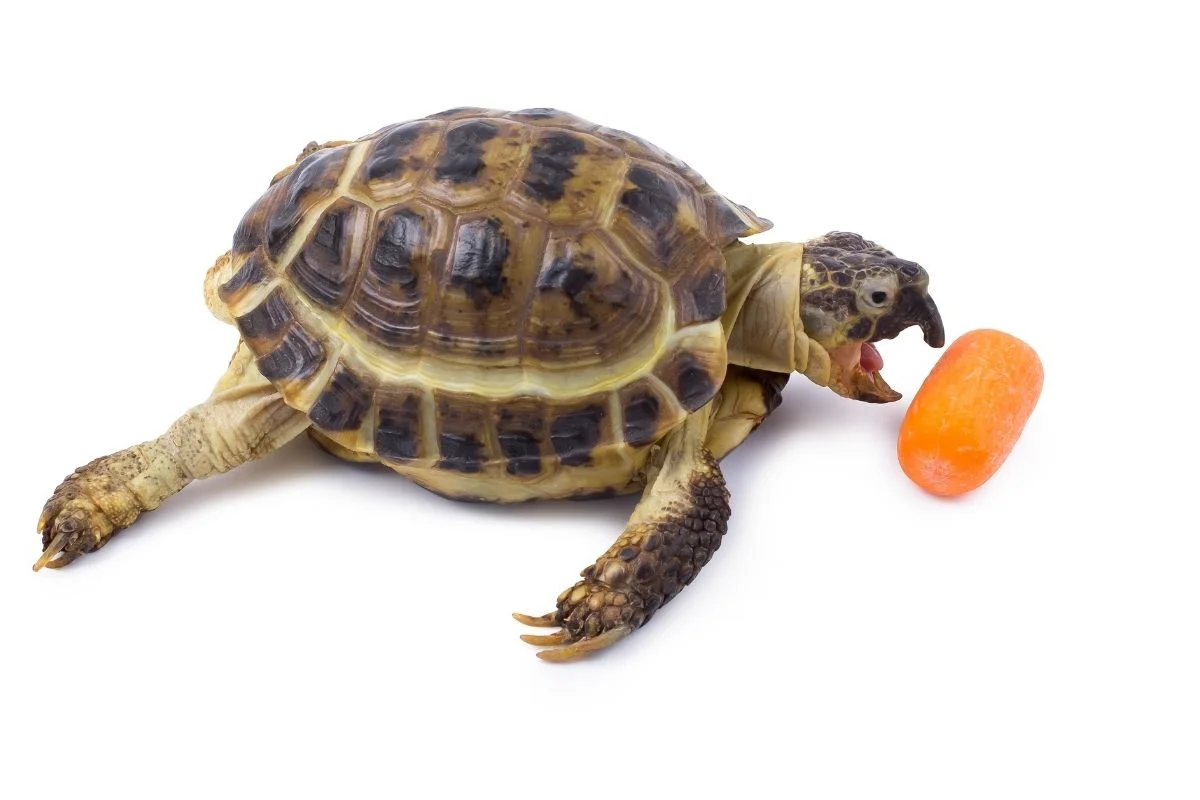 Turtle eating carrot