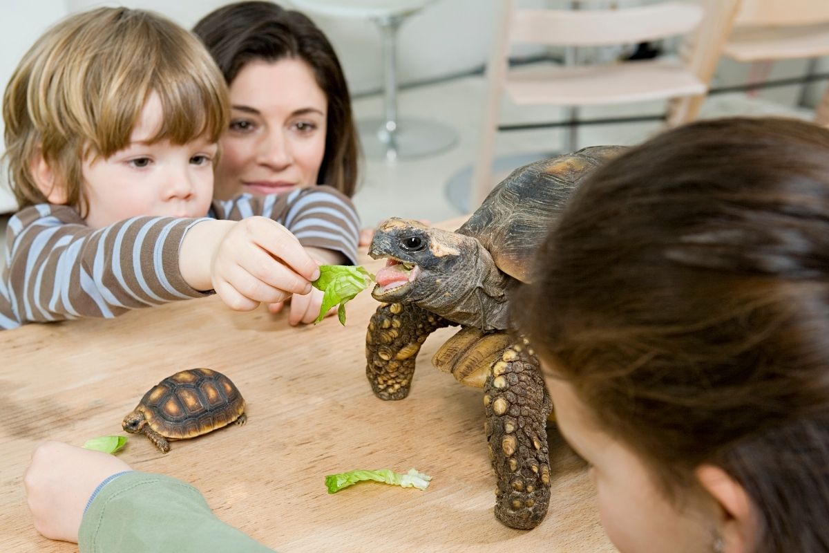 Kid feeding tortoise food